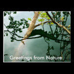 Greetings from Nature postcards