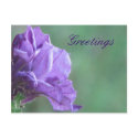 Greetings postcards