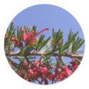 Grevillea Plant Stickers