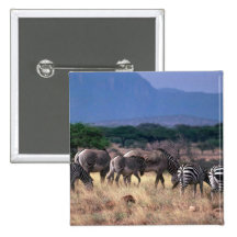 Grevy's Zebra - Mixed With Smaller Burchell's/Gran Pinback Buttons