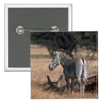 Grevy's Zebra Pin