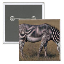 Grevy's Zebra Pinback Button
