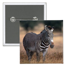 Grevy's Zebra Pinback Buttons