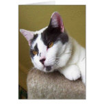 Grey and White Cat Face Cards