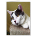 Grey and White Cat Face cards