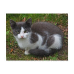 Grey And White Kitten Postcard