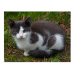 Grey And White Kitten Postcard