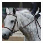Grey Appaloosa Horse Invitations
