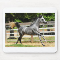 Grey Arabian Stallion