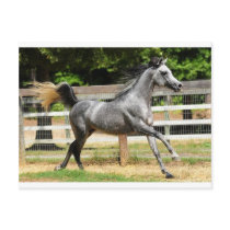 Grey Arabian Stallion