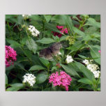 Grey Butterfly Pink White Flowers Print