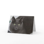 Grey Cat Greeting Cards