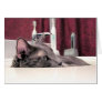 Grey Cat in Sink Cards