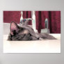 Grey Cat in Sink Print