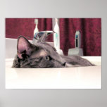 Grey Cat in Sink Print