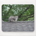 Grey Cat On The Roof mousepads
