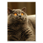 Grey Cat Photo photography