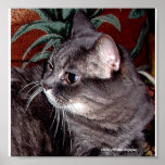 GREY CAT POSTERS