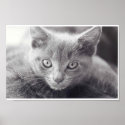 Grey Cat posters