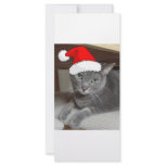 Grey Cat