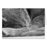 Grey Cat Sleeping cards