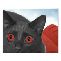 Grey Cat With Orange eyes Blended picture Photograph