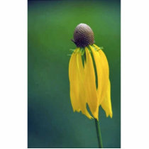 Grey Coneflower Photo Sculpture