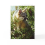 Grey Fox Cards