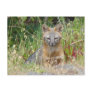 Grey Fox Postcard