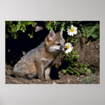Grey Fox-young kit Posters