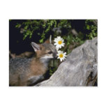 Grey Fox-young kit sniffing/eating flower postcards