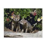 Grey Foxes-young kits at den postcards