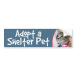 Grey (Grey) Tabby Kitten Bumper Stickers/Decals bumper stickers