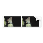 Grey Hairstreak Butterfly bumper stickers