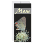 Grey Hairstreak Butterfly rack cards