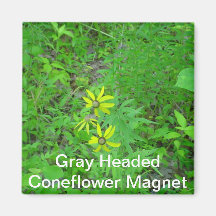 Grey Headed Coneflower Magnet