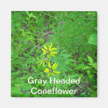 Grey Headed Coneflower Magnet