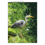 Grey Heron British Birds - warkworth Northumberlan Cards