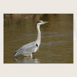Grey Heron cards
