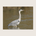Grey Heron postcards