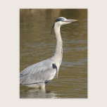 Grey Heron postcards