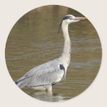 Grey Heron stickers