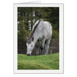 Grey Horse cards