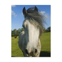 Grey horse postcards
