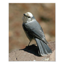 Grey Jay Art Photo