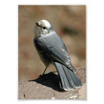 Grey Jay in 5x7 Photographic Print