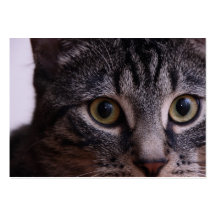 Grey Kitten Face 2 Business Card Template