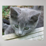 Grey Kitten Face Poster