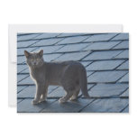 Grey Kitten on a roof Invitation