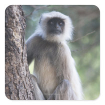 Grey or common or Hanuman langur Sticker